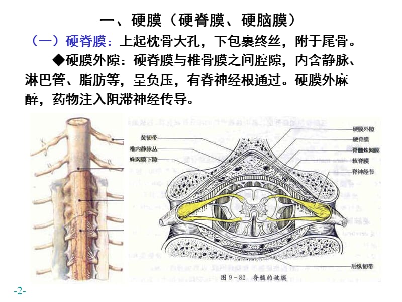 .脑和脊髓的被膜、血管及脑脊液循环(2007)-PPT文档资料.ppt_第2页