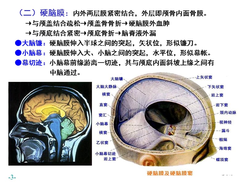 .脑和脊髓的被膜、血管及脑脊液循环(2007)-PPT文档资料.ppt_第3页