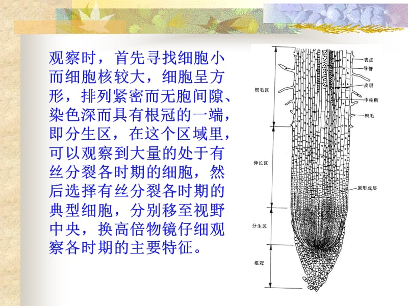 植物细胞的有丝分裂及植物组织-精选文档.ppt_第3页