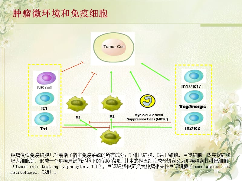 最新肠癌B7-H1表达的临床意义及作用机制-PPT文档.ppt_第3页