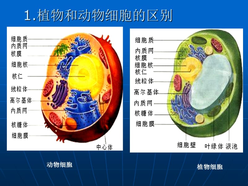 最新动物的细胞和组织-PPT文档.ppt_第2页