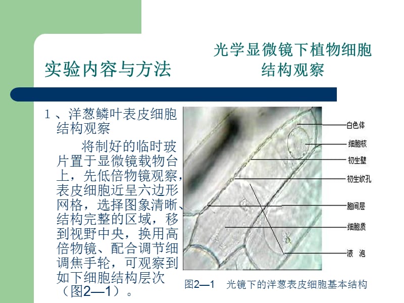 植物细胞和组织实验-PPT文档.ppt_第3页