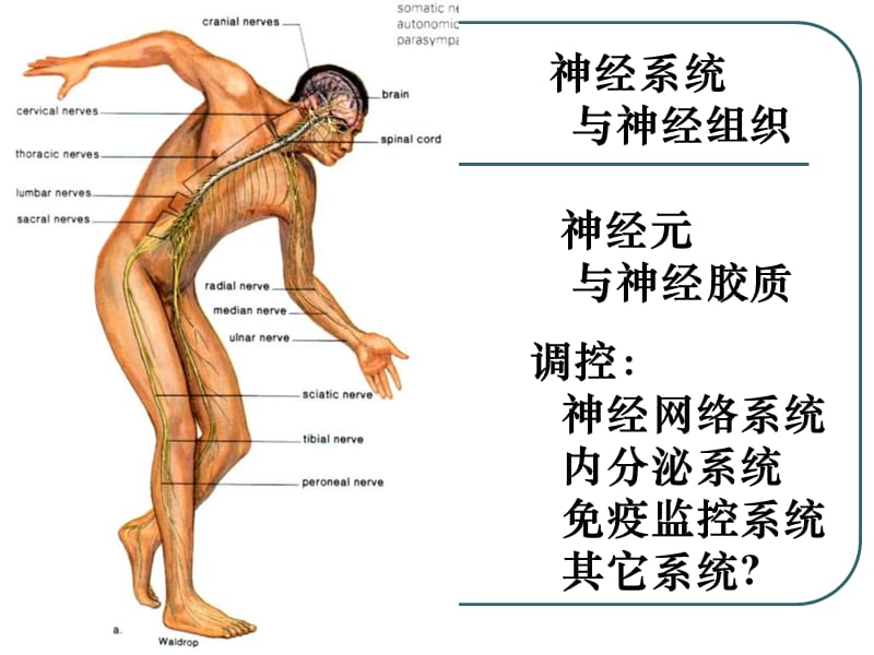 本科神经组织-精选文档.ppt_第1页