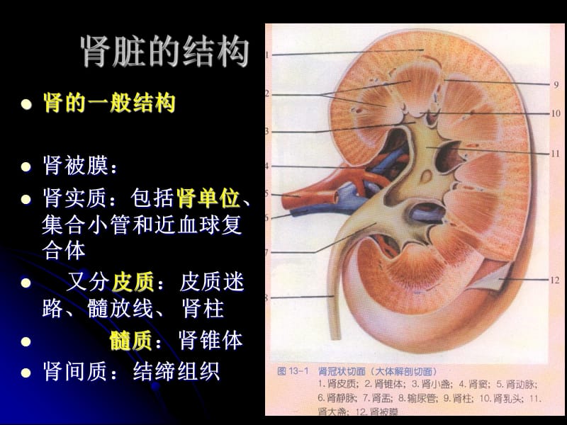 最新泌尿系感染总论-PPT文档.ppt_第3页