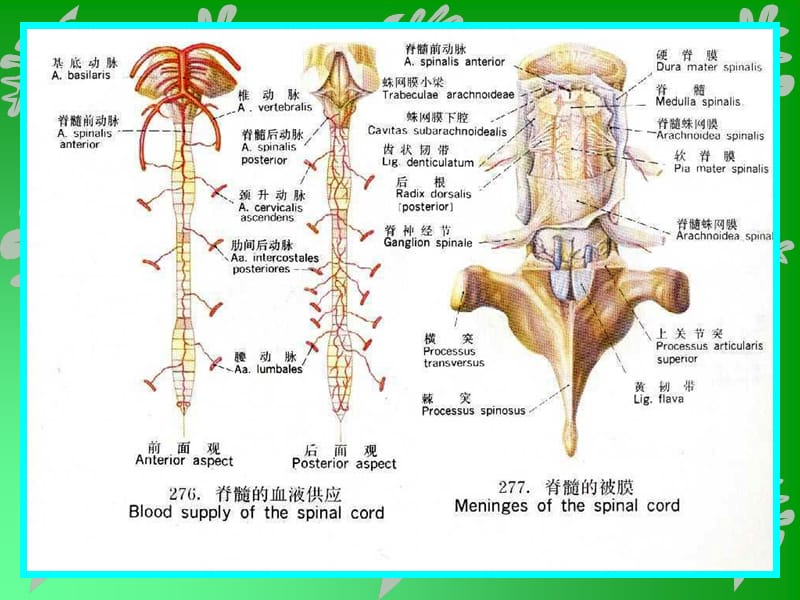 最新：脑与脊髓的被膜课件-文档资料.ppt_第3页