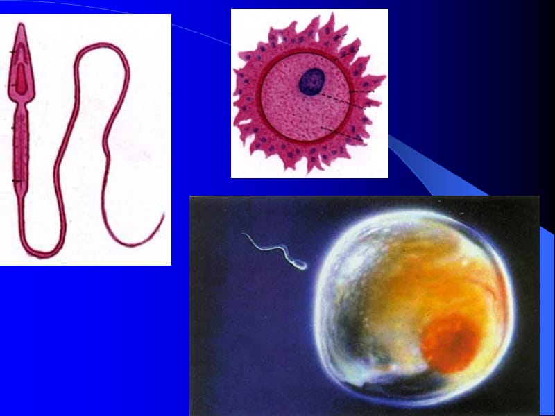 最新第二章医学基础第一节人体解剖生理-PPT文档.ppt_第3页