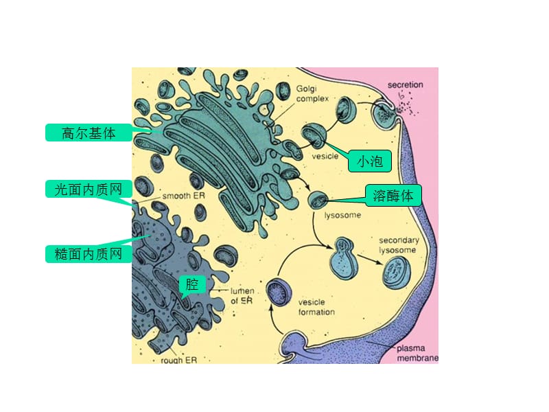 最新ch2生命活动基本单位-细胞-3-PPT文档.ppt_第3页