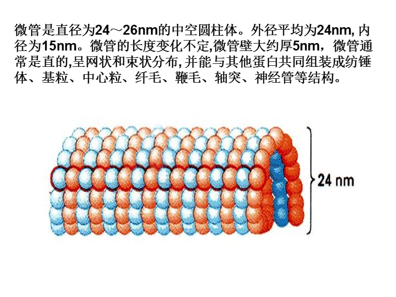 最新细胞生物学-微管微丝-PPT文档.ppt_第1页