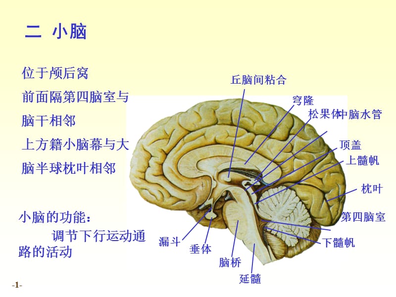 最新n4小脑间脑06-PPT文档.ppt_第1页