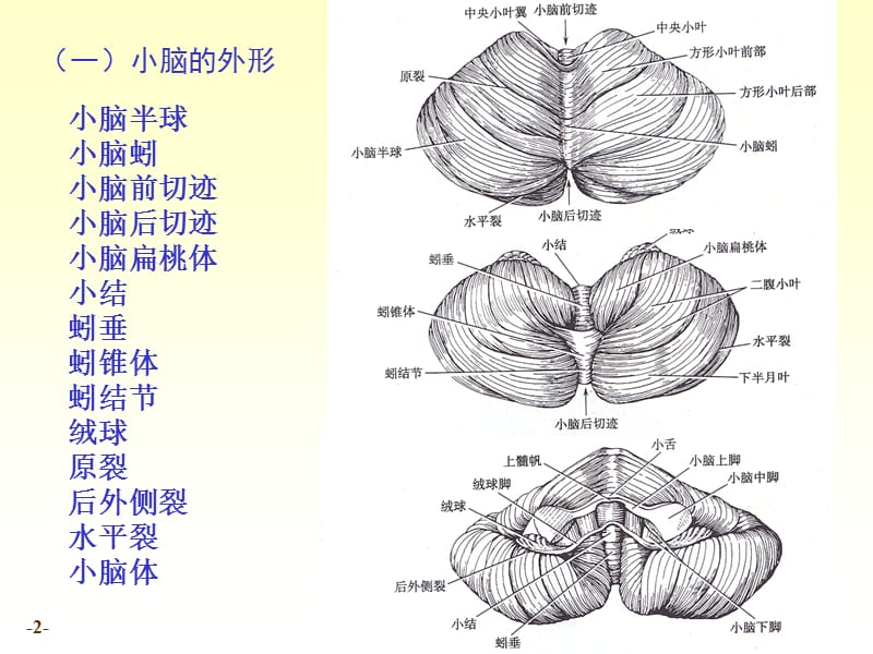 最新n4小脑间脑06-PPT文档.ppt_第2页