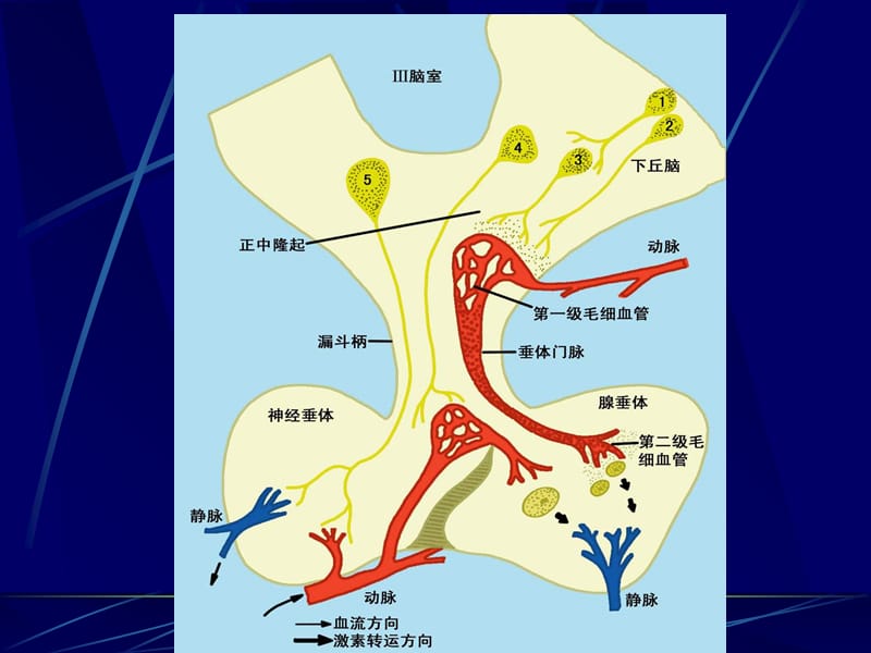 11-2_下丘脑与垂体的内分泌-PPT课件.ppt_第2页