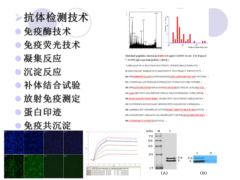 最新抗体检测技术与类风湿因子-PPT文档.ppt_第1页