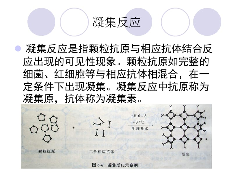 最新抗体检测技术与类风湿因子-PPT文档.ppt_第2页