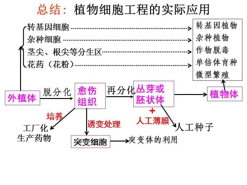 植物细胞工程的实际应用---练习题-PPT课件.ppt_第1页