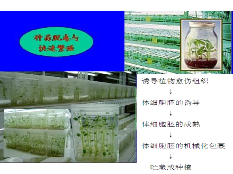 最新植物细胞工程—220108-PPT文档.ppt_第2页