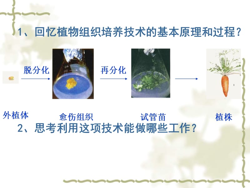 植物细胞工程的实际应好用-PPT课件.ppt_第1页