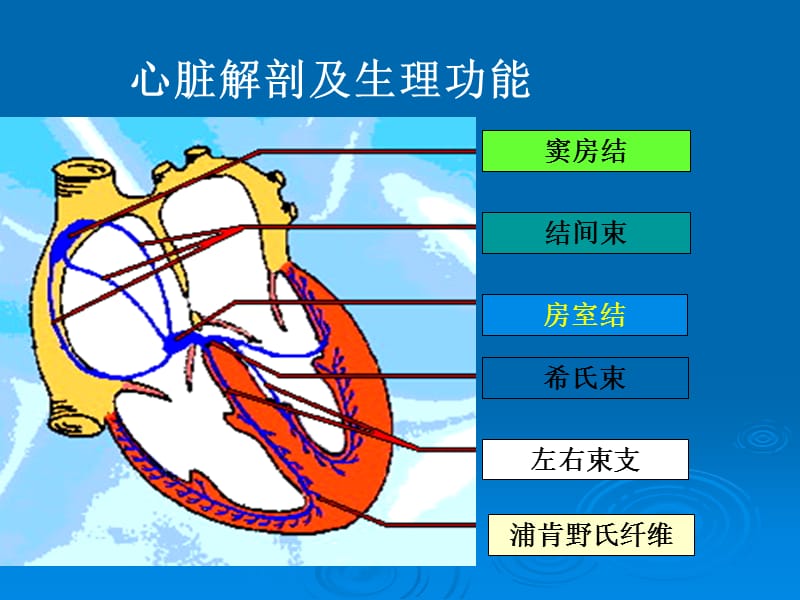 本科心电图讲义ppt课件-精选文档.ppt_第1页