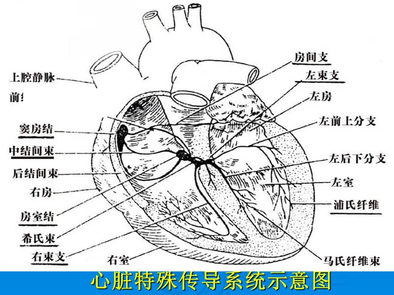 本科心电图讲义ppt课件-精选文档.ppt_第2页