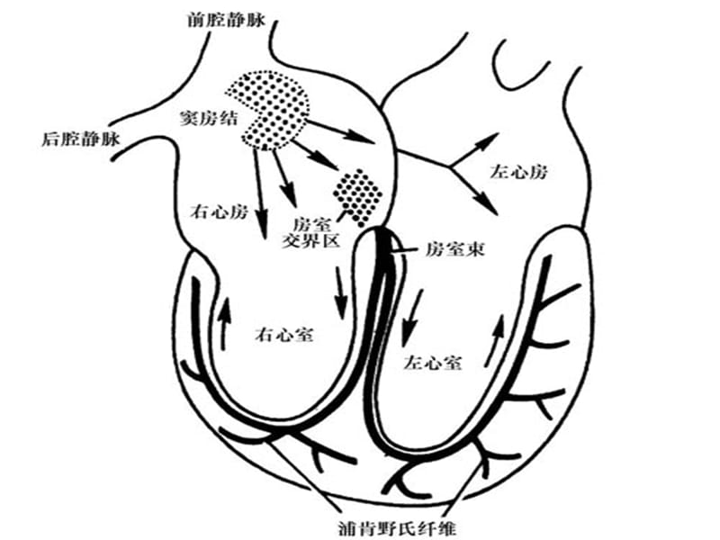 本科心电图讲义ppt课件-精选文档.ppt_第3页