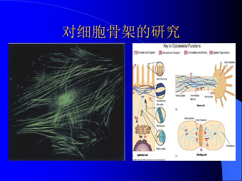 最新第09章细胞骨架-PPT文档.ppt_第1页