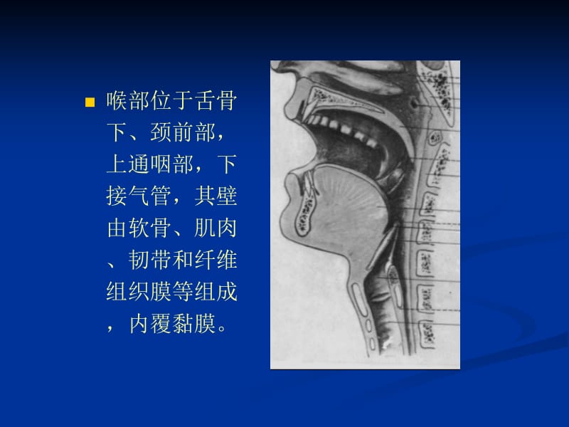 最新医学像学头颈部-PPT文档.ppt_第3页