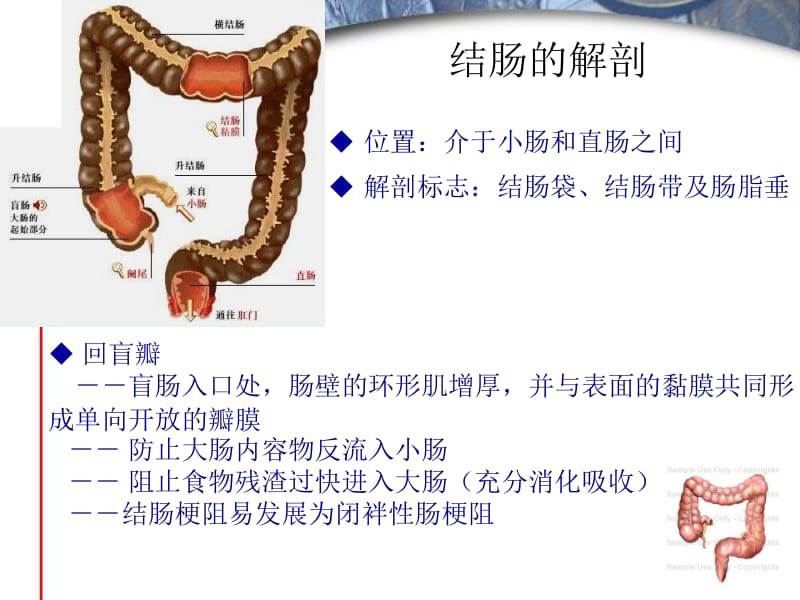 最新大肠、肛管疾病病人的护理-PPT文档.ppt_第1页