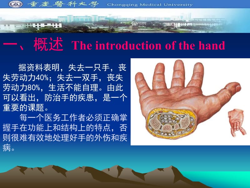 最新手的应用解剖2009-PPT文档.ppt_第1页