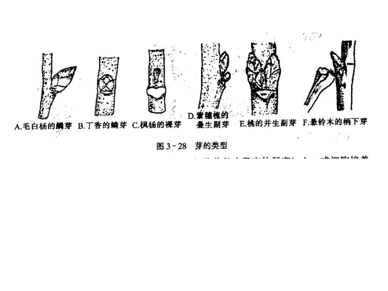 植物解剖学奥赛C-PPT文档资料.ppt_第3页