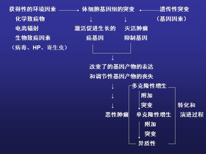 最新第三章肿瘤多因素多步骤发病机制-PPT文档.ppt_第3页