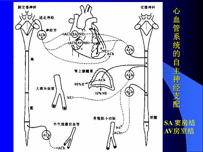 最新第三节心血管活动的调节-PPT文档.ppt_第1页