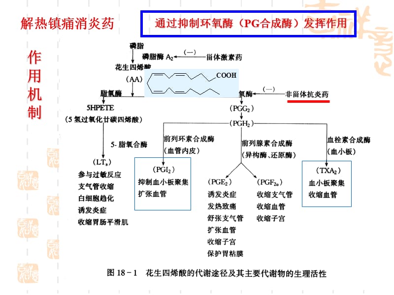 最新解热镇痛抗炎药-黄-PPT文档.ppt_第3页