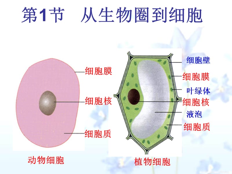 1-1_从生物圈到细胞-PPT课件.ppt_第2页