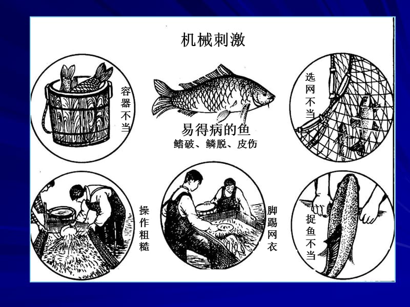 最新水产动物疾病学复习-PPT文档.ppt_第2页