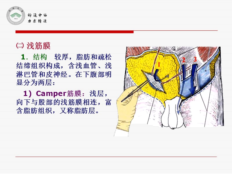 最新医用局部解剖学-腹前外侧壁-PPT文档.ppt_第2页