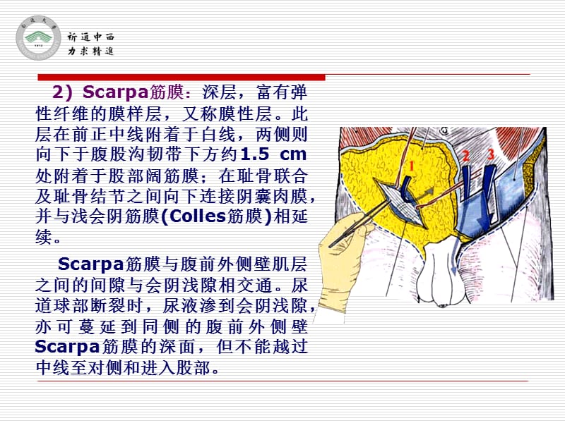 最新医用局部解剖学-腹前外侧壁-PPT文档.ppt_第3页