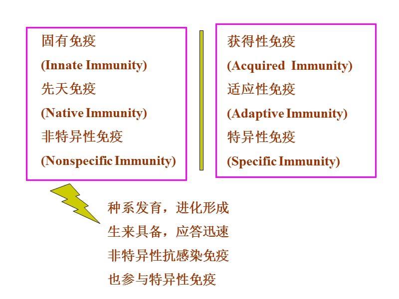 最新固有免疫细胞及功能中文-PPT文档.ppt_第2页