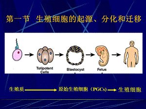 最新第1章生殖细胞发生教学评优赛-PPT文档.ppt