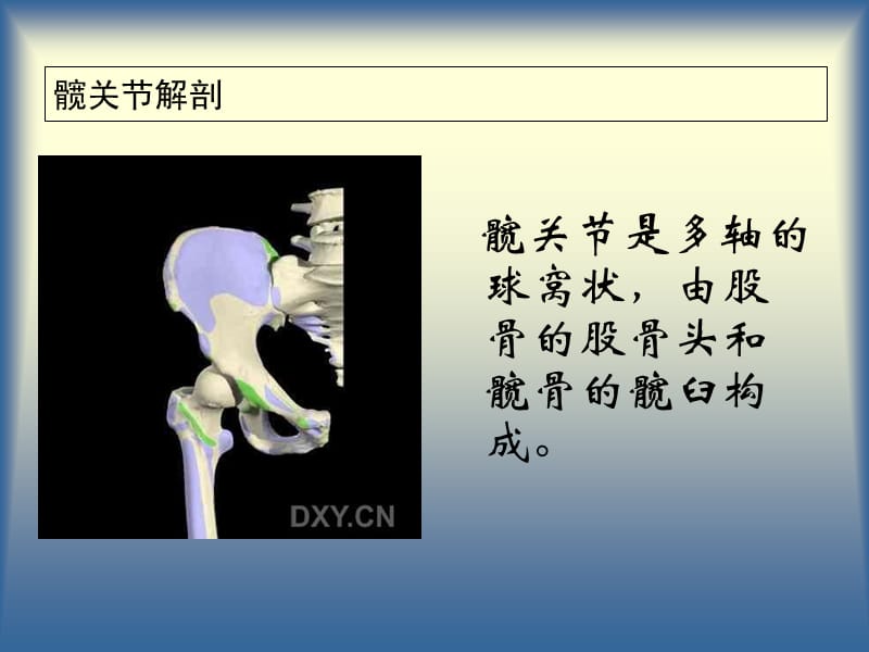 最新髋关节及其常见病-PPT文档.ppt_第2页