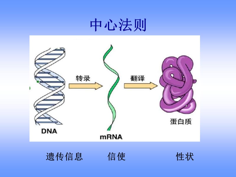 最新ld02-细胞中心法则与基因工程技术原理-PPT文档.ppt_第3页