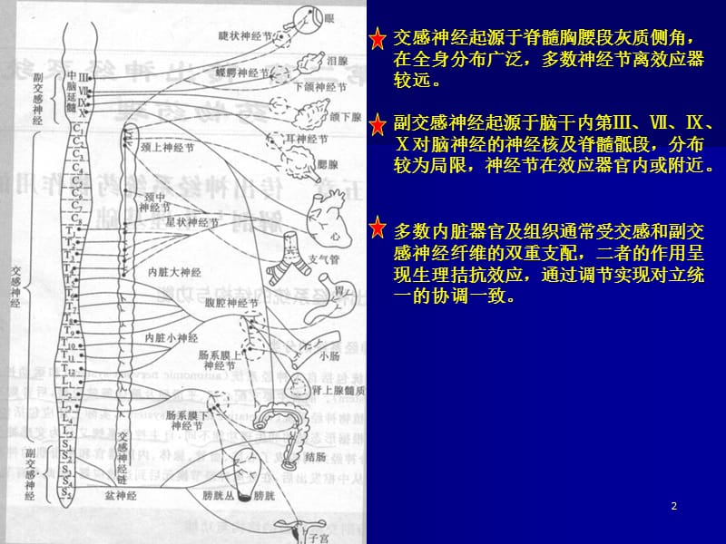 最新第三讲传出神经系统-PPT文档.ppt_第2页