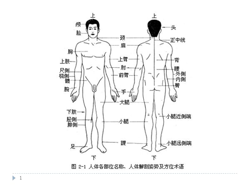 最新京臣学校中医按摩培训之骨骼肌肉解剖-PPT文档.pptx_第1页