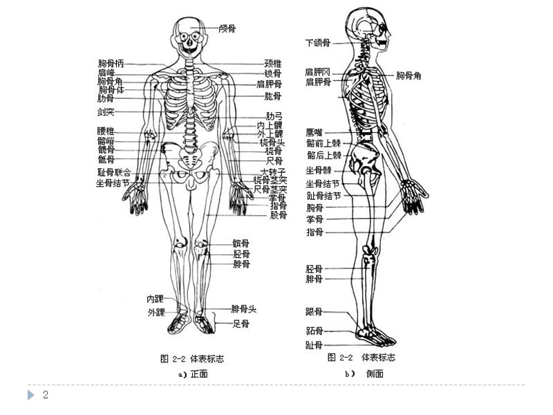 最新京臣学校中医按摩培训之骨骼肌肉解剖-PPT文档.pptx_第2页