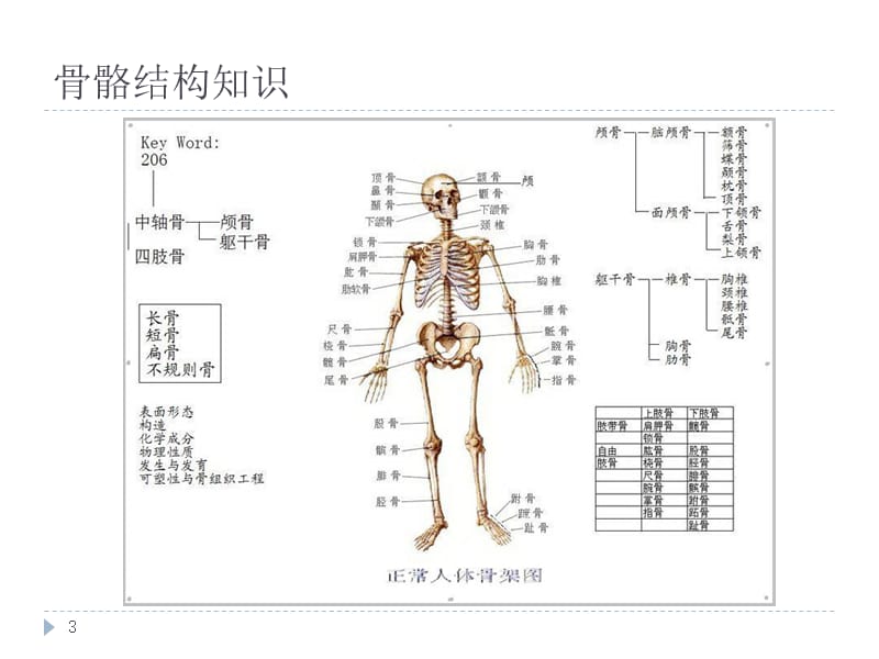 最新京臣学校中医按摩培训之骨骼肌肉解剖-PPT文档.pptx_第3页