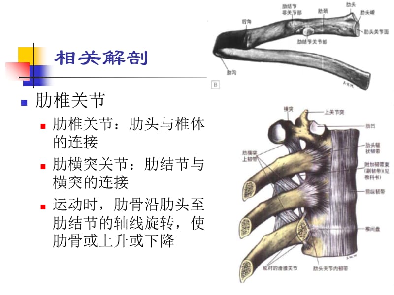 最新：胸神经后支卡压课件-文档资料.ppt_第2页