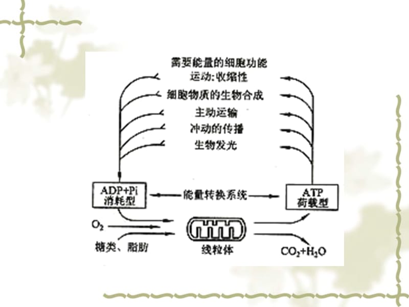 最新细胞生物学第六章线粒体-PPT文档.ppt_第3页