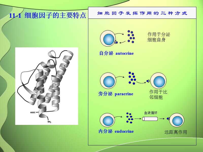 最新医学免疫学-11细胞因子及其受体-PPT文档.ppt_第2页