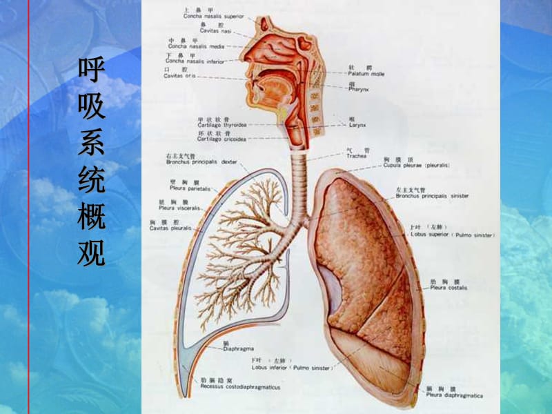 最新急性上呼吸道感染和支炎-PPT文档.ppt_第3页