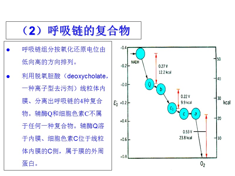 最新细胞的能量转换2-PPT文档.ppt_第2页