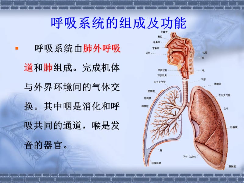 正常人体解剖学-呼吸系统-精选文档.ppt_第1页