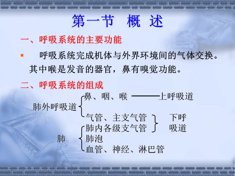 正常人体解剖学-呼吸系统-精选文档.ppt_第2页